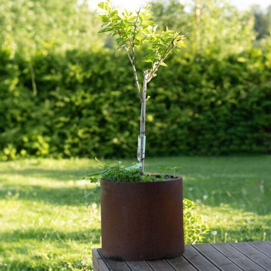 Cortenstål plantekasse Myy-XXL